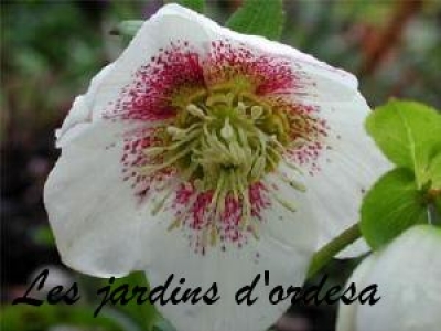 Helleborus x orientalis bollene 
